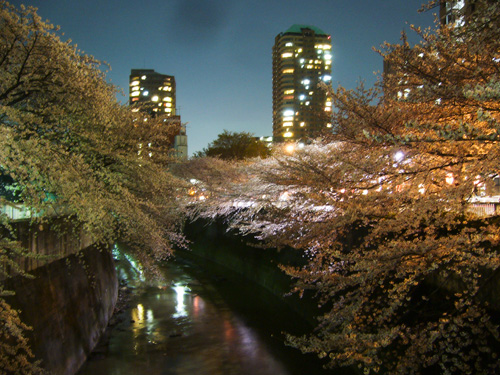 神田川の桜：江戸川橋公園のはずれあたり
